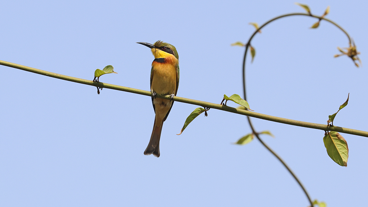 Little Bee-eater